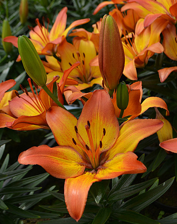 Лилия азиатская горшечная Сансет Джой