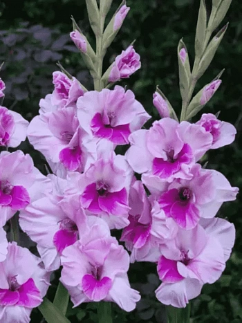 Гладиолус Sacramento