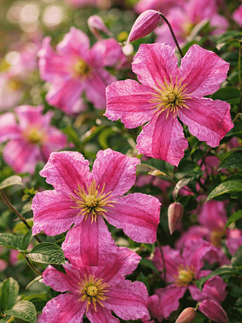 Клематис Krakowiak