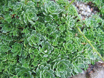 Камнеломка вязовая Бобо