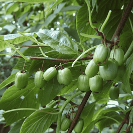 Актинидия коломикта Отличница