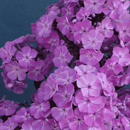 Флокс метельчатый Фея