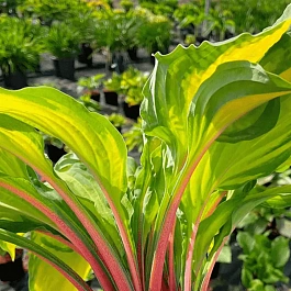 Хоста Lipstick Blush