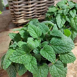 Мелисса лекарственная Limoncello