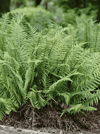 Щитовник родственный