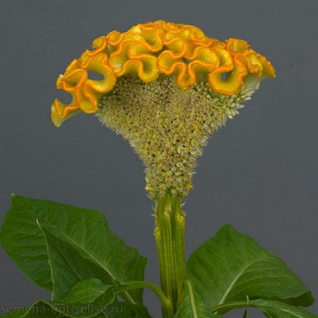 Целозия гребенчатая Нео Голд