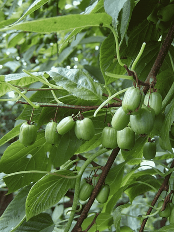 Актинидия коломикта Отличница