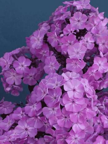 Флокс метельчатый Фея