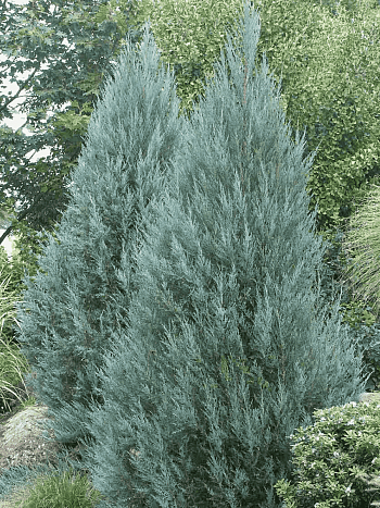 Можжевельник скальный Moonglow