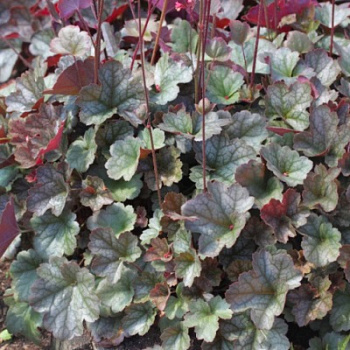 Гейхера гибридная Мини Маус