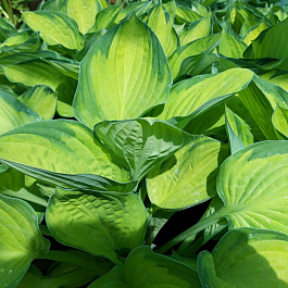 Хоста Форчуна Голд Стандарт НАБОР 2ШТ (1+1)