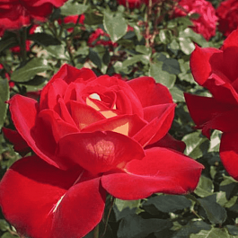 Роза флорибунда Gipsy