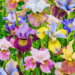 Ирис сибирский Mix