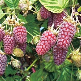 Ежевика гибридная Loganberry