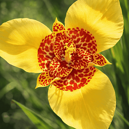 Тигридия Yellow