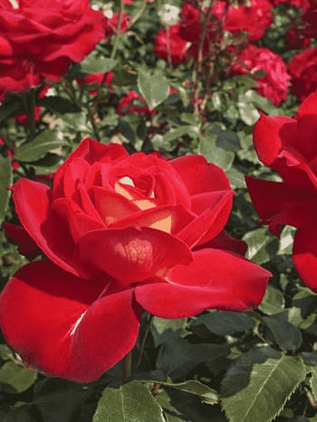 Роза флорибунда Gipsy