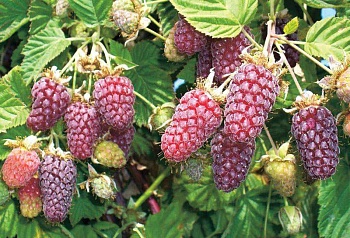 Ежевика гибридная Loganberry