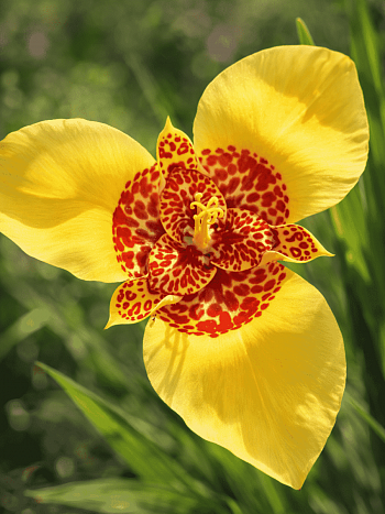 Тигридия Yellow