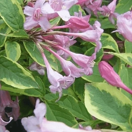 Вейгела цветущая Sunny Princess