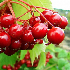 Калина красная Белорусская 3-21