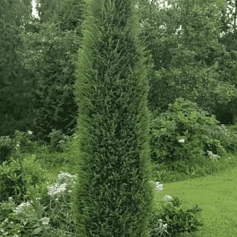 Можжевельник обыкновенный Cracovia