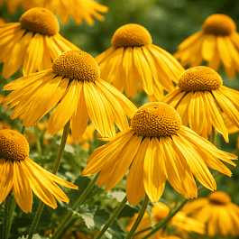 Гелениум гупеса