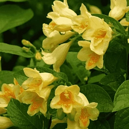 Вейгела Миддендорфа