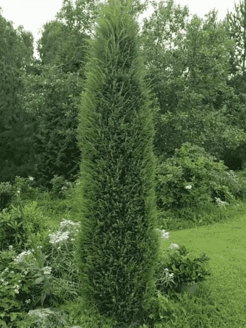 Можжевельник обыкновенный Cracovia