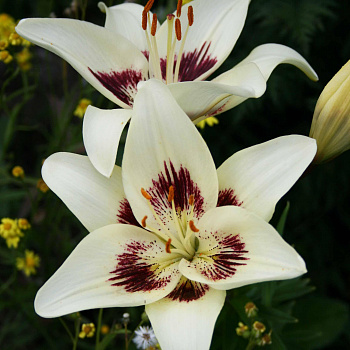 Лилия азиатская Центерфолд НАБОР 2ШТ (2+2)