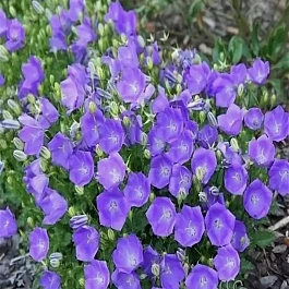 Колокольчик карпатский синий