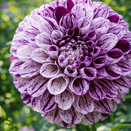 Георгина Marble Ball