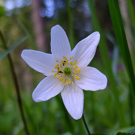 Анемона дубравная