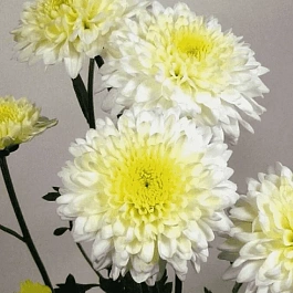 Хризантема мелкоцветковая Gerrie hoek white