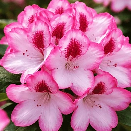 Рододендрон якушиманский Hachmanns Charmant