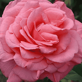 Роза Флорибунда First Kiss