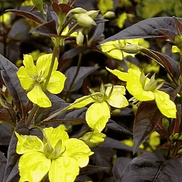 Вербейник пурпурный Firecracker