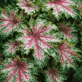 Гейхера Dew Drops