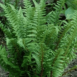 Щитовник родственный Pinderi