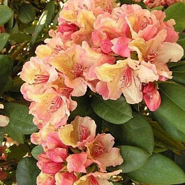 Рододендрон гибридный Флаутандо Рододендрон гибридный Флаутандо