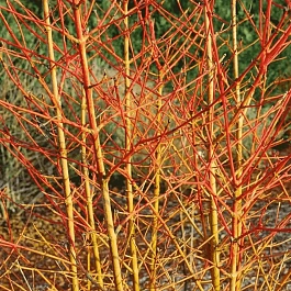 Дерен кроваво-красный Magic Flame