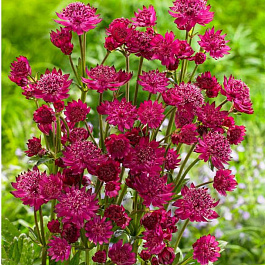 Астранция крупная Кларет Астранция крупная Кларет