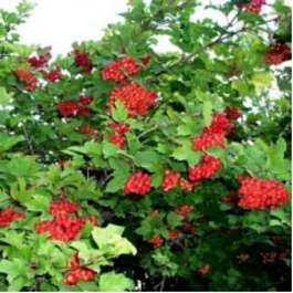 Калина обыкновенная Калина обыкновенная