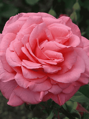 Роза Флорибунда First Kiss