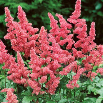 Астильба японская Рейнленд