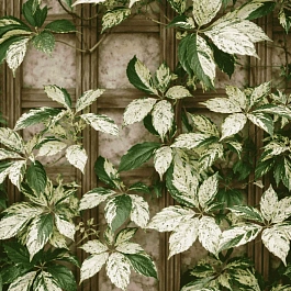 Виноград девичий Star Showers