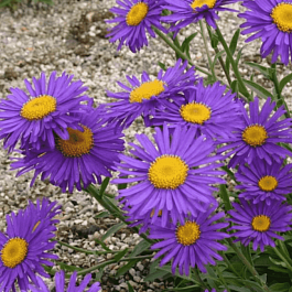 Астра альпийская Dunkle Schöne