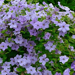 Клематис Skyfall