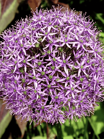 Лук декоративный Cristophii