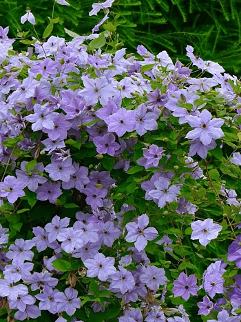 Клематис Skyfall