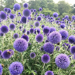 Мордовник обыкновенный Вейчс Блу